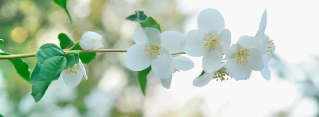 Intialainen päähieronta